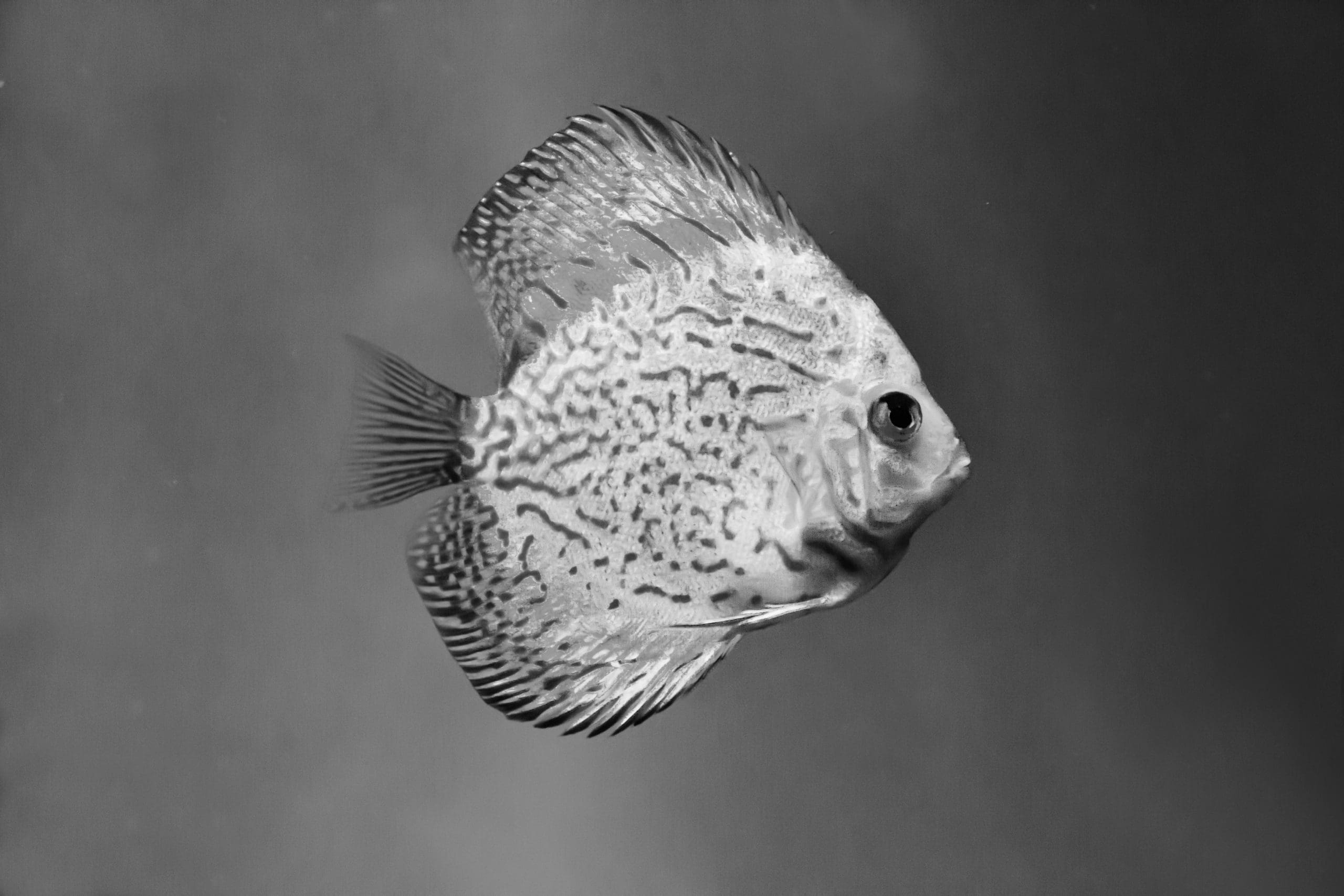 Five ways the PISCES private stock market might change UK venture capital